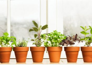 Këshillat më të mira për rritjen e erëzave në kuzhinën tuaj