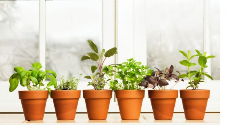 Këshillat më të mira për rritjen e erëzave në kuzhinën tuaj