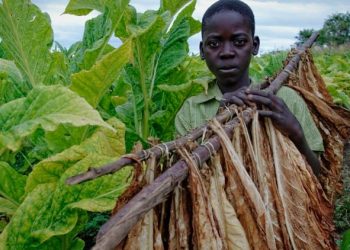 Sot, dita ndërkombëtare kundër shfrytëzimit të fëmijëve për punë