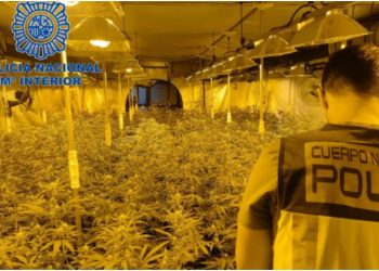 Ktheu fabrikën e këpucëve në ‘fermë kanabisi’, arrestohet 33-vjeçari shqiptar në Spanjë