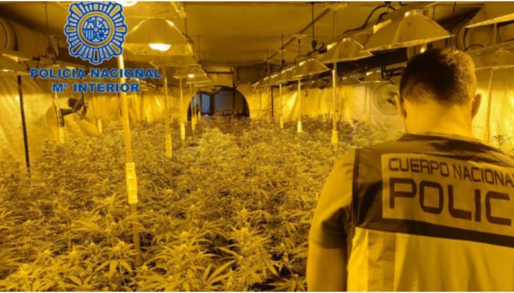 Ktheu fabrikën e këpucëve në ‘fermë kanabisi’, arrestohet 33-vjeçari shqiptar në Spanjë