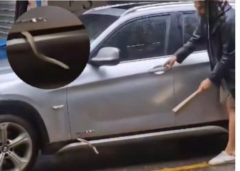 Shokohet qytetari në Tiranë, gjarpri dy metra brenda në makinë (VIDEO)