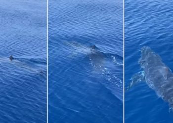 VIDEO/ Peshkaqeni “Mako” i afrohet ishullit të njohur grek