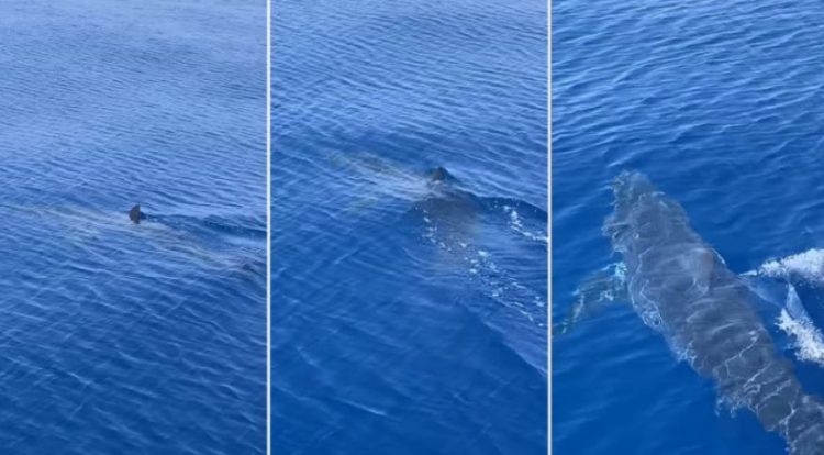 VIDEO/ Peshkaqeni “Mako” i afrohet ishullit të njohur grek