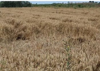 Shiu dëmton të mbjellat në Myzeqe, gruri është rrëzuar në tokë