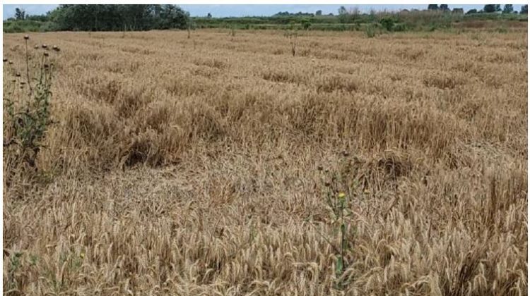 Shiu dëmton të mbjellat në Myzeqe, gruri është rrëzuar në tokë