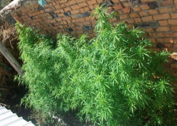 Hashash ‘pa pronar’, asgjësohen 540 bimë kanabisi në Istog