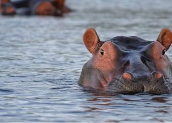 Pse hipopotamët kanë “djersë të përgjakshme”