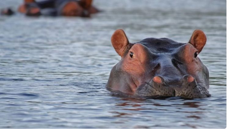 Pse hipopotamët kanë “djersë të përgjakshme”
