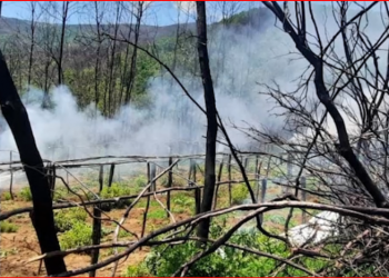 Zbulohet sërish drogë në Kurbin, asgjësohen 6.868 bimë kanabis