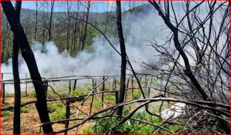 Zbulohet sërish drogë në Kurbin, asgjësohen 6.868 bimë kanabis