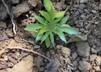 Sera kanabisi në Krujë/ Policia vijon operacionet, arreston një nga kultivuesit