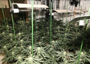 Emri/ U kap në një shtëpi bari, dënohet me 8 muaj burg shqiptari