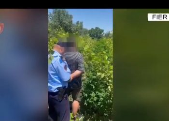 Asgjesohen 30 bimë kanabis, arrestohet ‘vaditësi’ në Fier