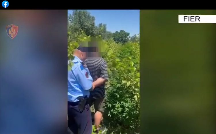 Asgjesohen 30 bimë kanabis, arrestohet ‘vaditësi’ në Fier