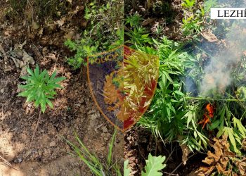 Nuk ndalet droga në Lezhë, kanabisi kultivohet edhe në prona publike