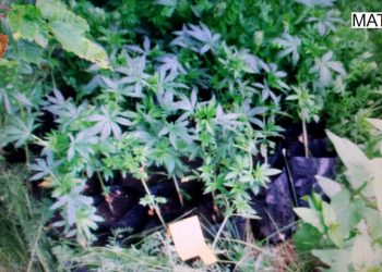 Zbulohet parcela me kanabis në Mat, shpallet në kërkim kultivuesi