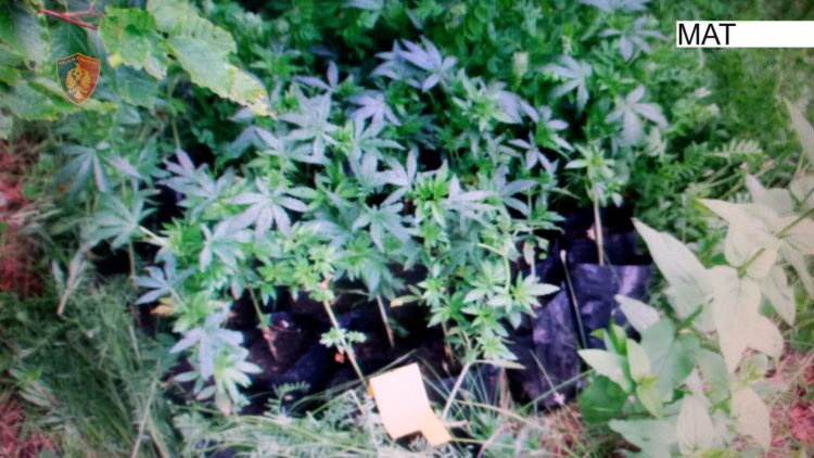 Zbulohet parcela me kanabis në Mat, shpallet në kërkim kultivuesi