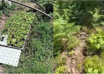 VIDEO/Asgjesohen 700 bimë kanabisi në dy fshatra të Krujës, në kërkim autorët