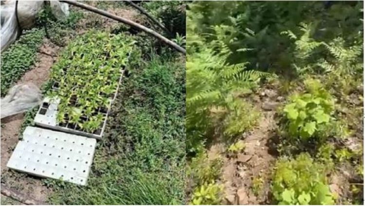 VIDEO/Asgjesohen 700 bimë kanabisi në dy fshatra të Krujës, në kërkim autorët