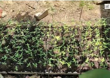 VIDEO/ Asgjësohen 285 bimë kanabis në Krujë, arrestohet babai dhe në kërkim djali