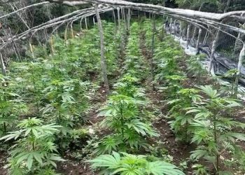 VIDEO/ Asgjësohen 108 bimë kanabis në Krujë, në kërkim autorët