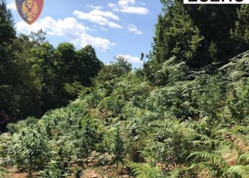 Asgjësohen mbi 5 mijë bimë kanabis në Lezhë e Kurbin, në kërkim autorët