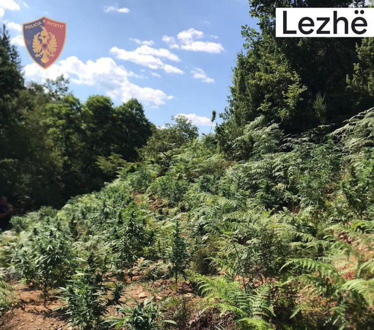Asgjësohen mbi 5 mijë bimë kanabis në Lezhë e Kurbin, në kërkim autorët