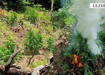 Asgjesohen mbi 600 bimë kanabisi në Mirditë dhe Lezhë