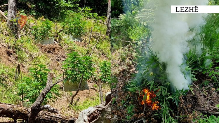 Asgjesohen mbi 600 bimë kanabisi në Mirditë dhe Lezhë