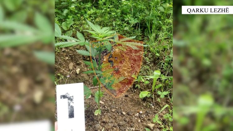 Operacioni antikanabis në Lezhë dhe Kurbin, asgjësohen 694 bimë narkotike