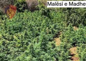 Kultivonin bimë narkotike në Malësi të madhe, arrestohet “fermeri”