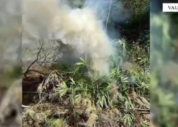 VIDEO/ Asgjesohen 841 bimë kanabis, shpallet në kërkim një person