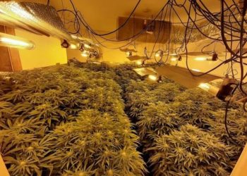 U kap në një banesë ku kultivoheshin narkotikë, arrestohet shqiptari