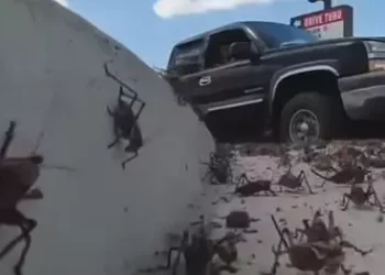 Qyteti amerikan goditet nga pushtimi ‘biblik’ i karkalecave