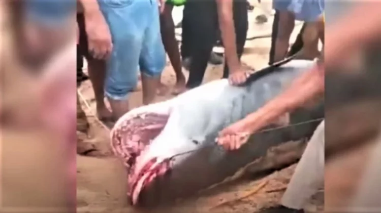 Peshkaqeni tigër që përpiu 23-vjeçarin rus/ Femër, shtatzënë dhe 500 kilogramë