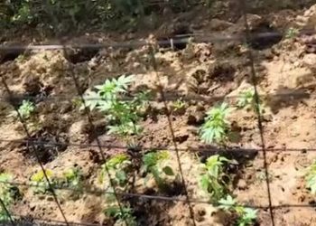 Operacioni “Imazhi”, asgjesohen 500 bimë kanabis