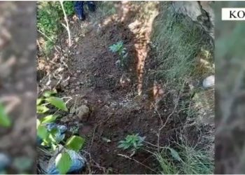 Sekuestrohen sasi kanabisi dhe armë gjahu në Korçë, në pranga 3 persona