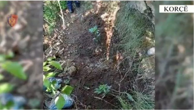 Sekuestrohen sasi kanabisi dhe armë gjahu në Korçë, në pranga 3 persona
