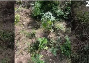 Gjenden 362 bimë kanabis në fshatrat e Krujës, në kërkim autorët