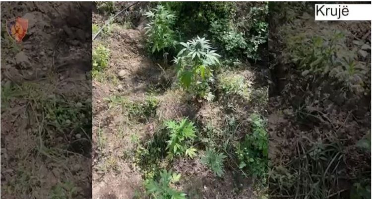Gjenden 362 bimë kanabis në fshatrat e Krujës, në kërkim autorët