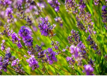 Lavanda, ja si të zbukurosh shtëpinë duke e mbjellë në vazo