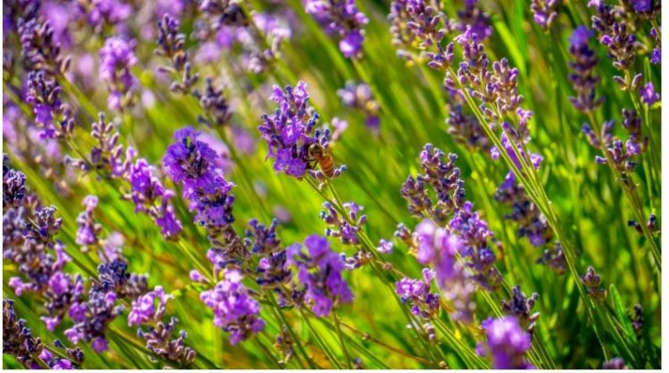 Lavanda, ja si të zbukurosh shtëpinë duke e mbjellë në vazo