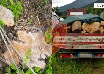 Transportonin dru të prerë ilegalisht në Dibër, ndiqen penalisht 4 persona