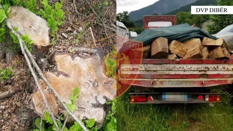 Transportonin dru të prerë ilegalisht në Dibër, ndiqen penalisht 4 persona