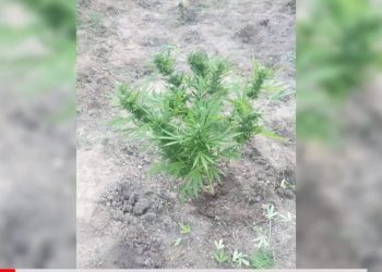 VIDEO/ I shpallur në kërkim për kultivim droge, pranga 33-vjeçarit në Lezhë