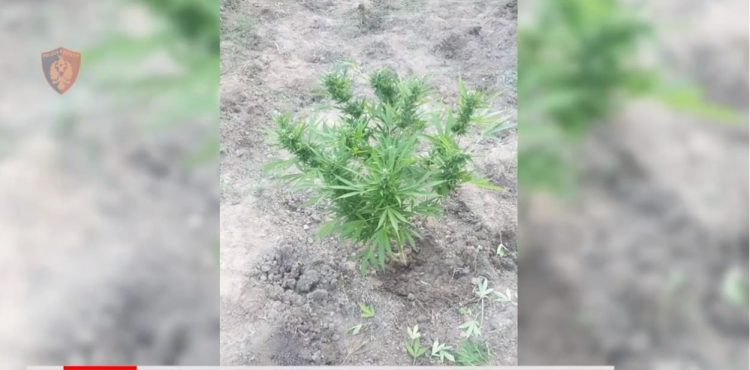 VIDEO/ I shpallur në kërkim për kultivim droge, pranga 33-vjeçarit në Lezhë