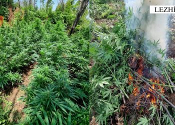 Operacion anti-drogë në Lezhë, asgjësohen 1230 bimë kanabis