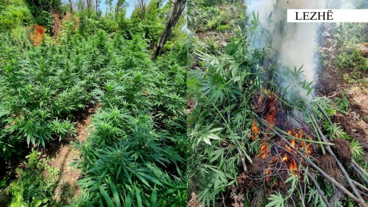 Operacion anti-drogë në Lezhë, asgjësohen 1230 bimë kanabis