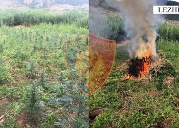 Asgjësohen 600 bimë kanabis në Lezhë, asnjë autor i identifikuar